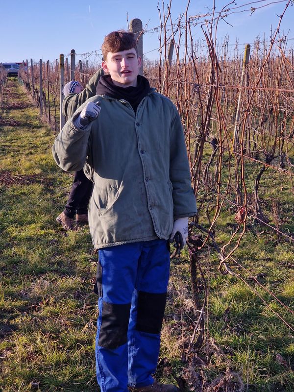 Řez révy