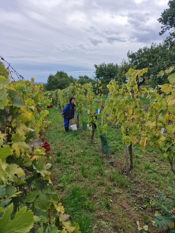Vinobraní 2024