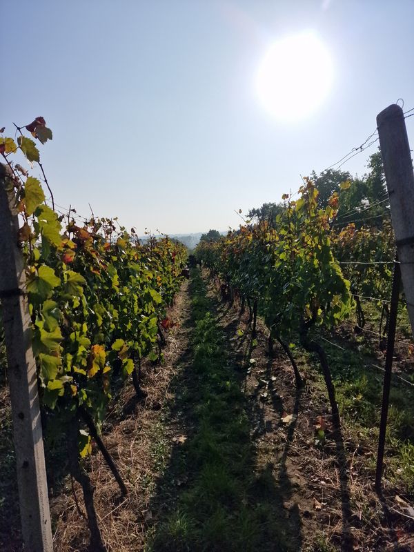 Vinohrad na podzim